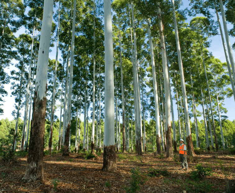 Worker taking measurements of a tree